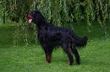 SETTER GORDON 037